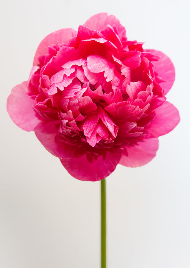 Pink Peony Pair 1