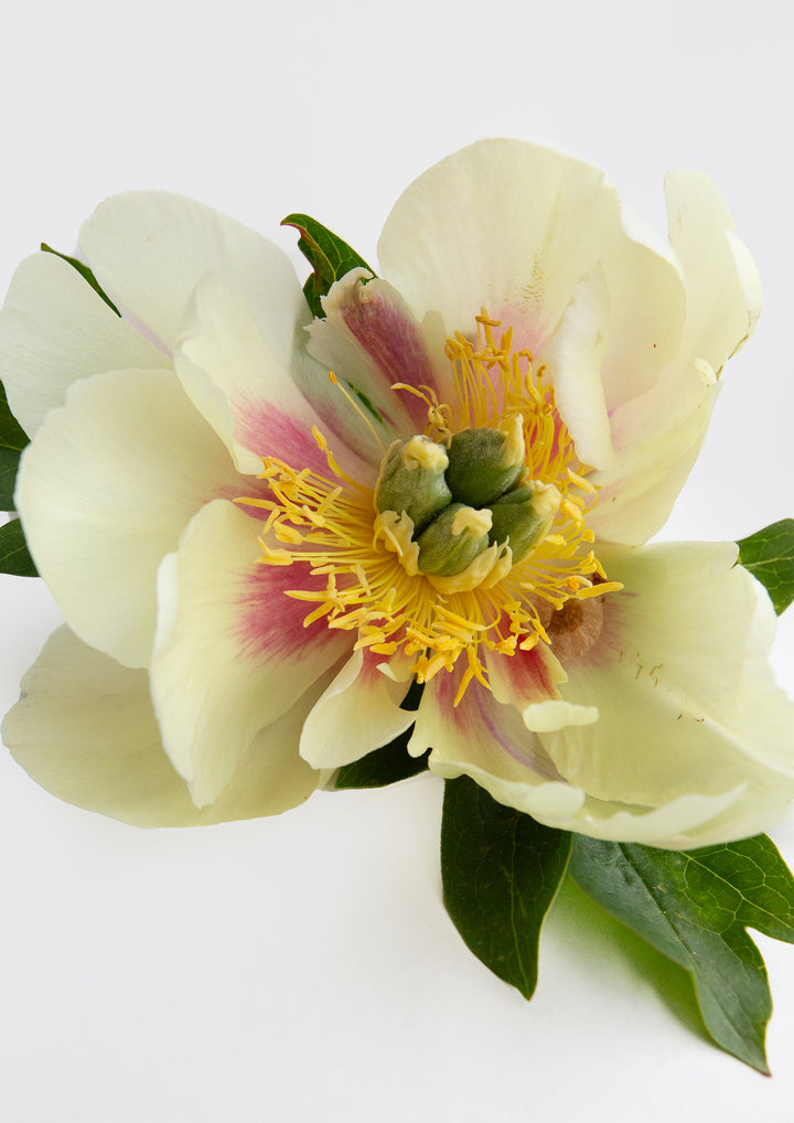 Set of 3 - Dahlia Prints