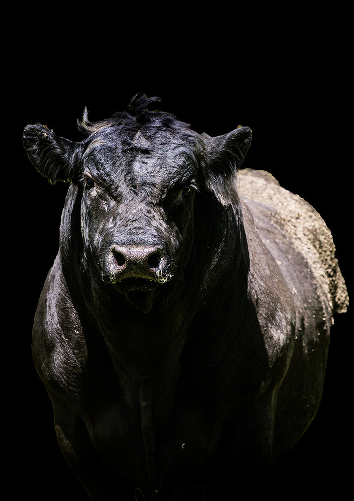 Set of 2 - Angus Bull Prints