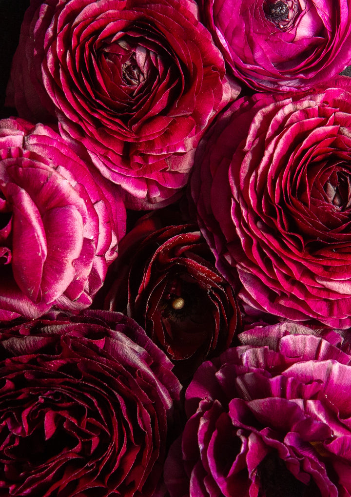 Crimson Velvet Portrait