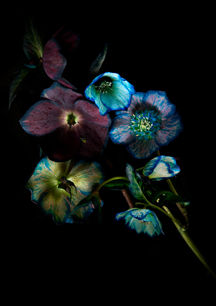 Set of 3 - Hellebores