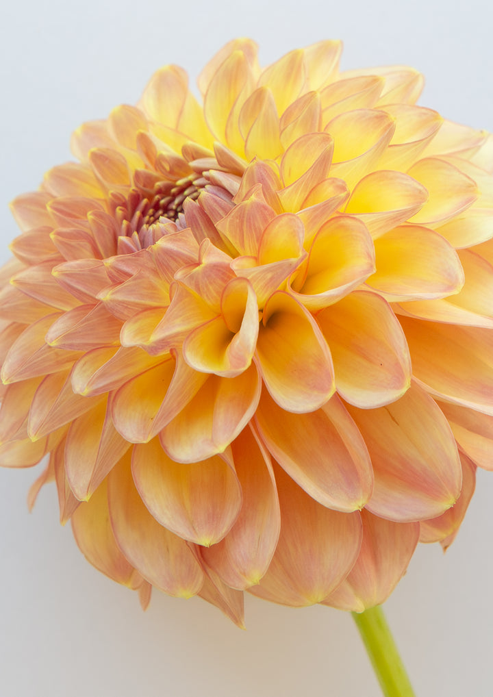 Set of 3 - Dahlia Prints