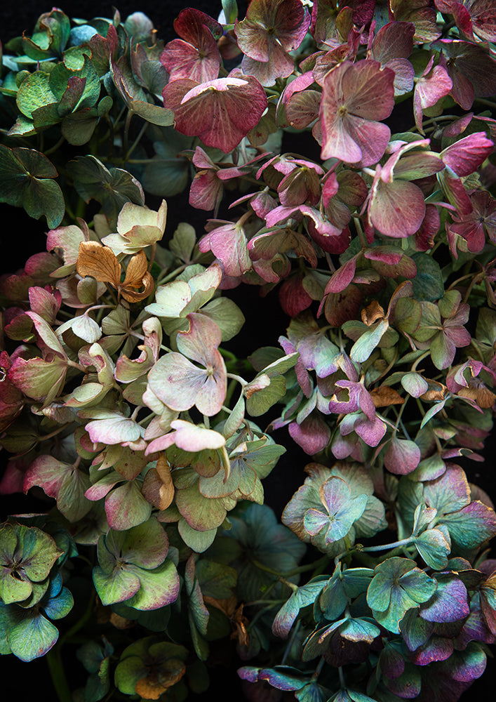 Set of 2 - Hydrangea Haven & La Vintage Hydrangea