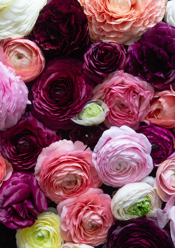 Ranunculus Rhapsody Portrait