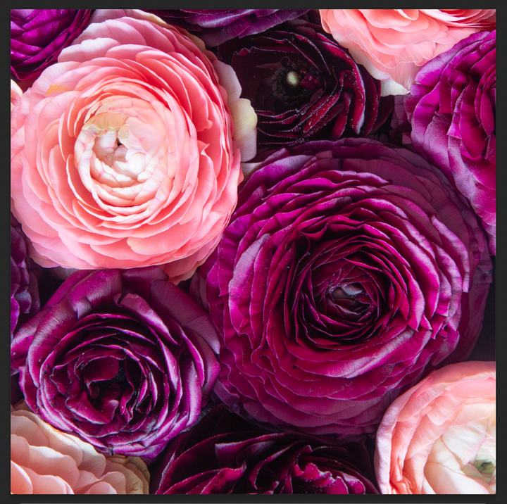 Blush & Bordeaux Square