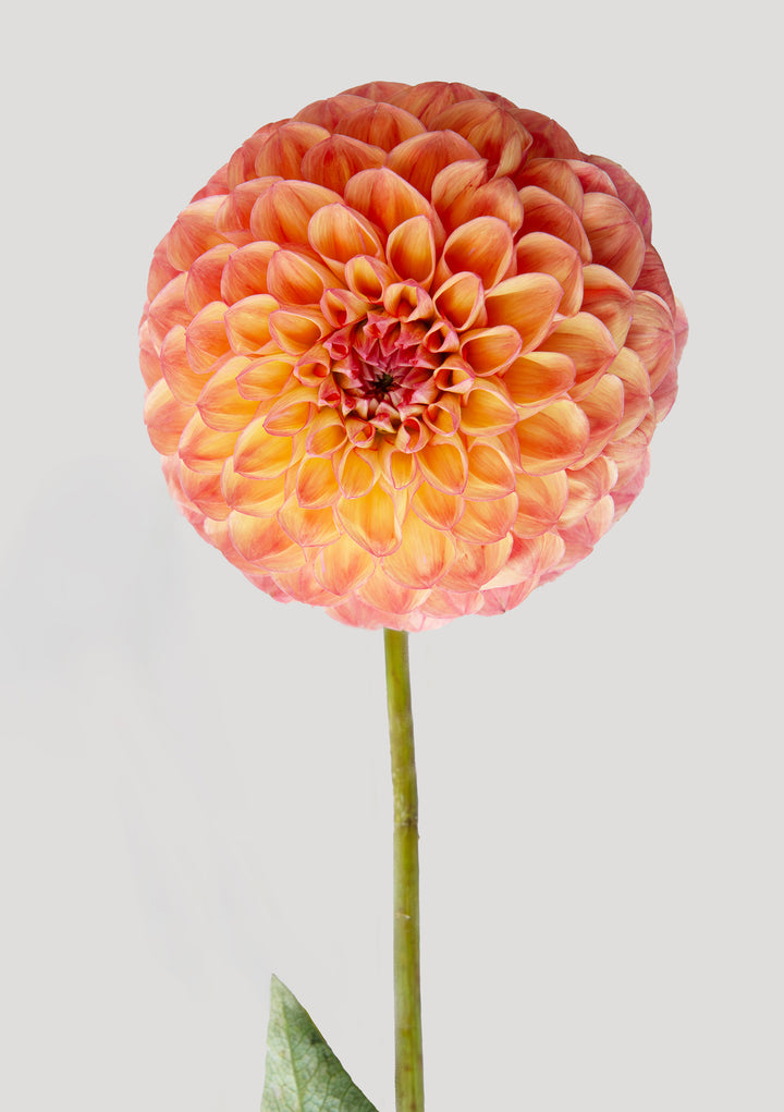 Set of 3 - Dahlia Prints