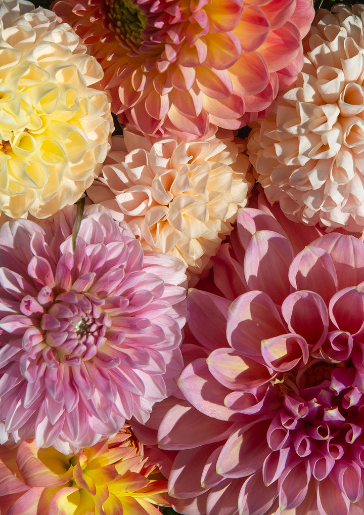 Set of 3 - Dahlia's