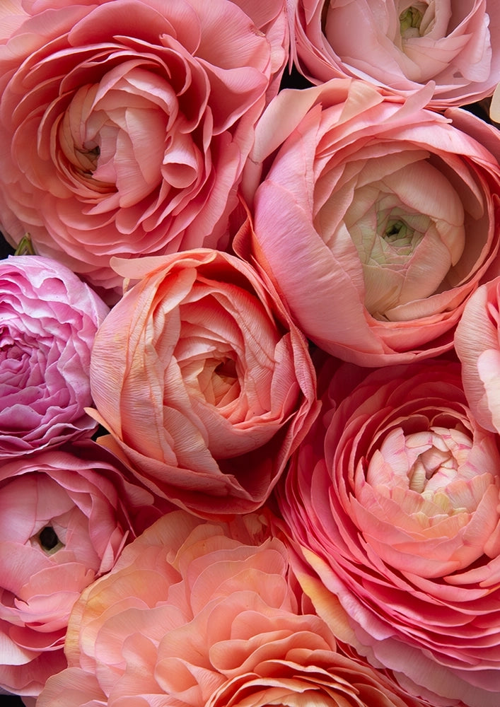 Sunset Petals Portrait