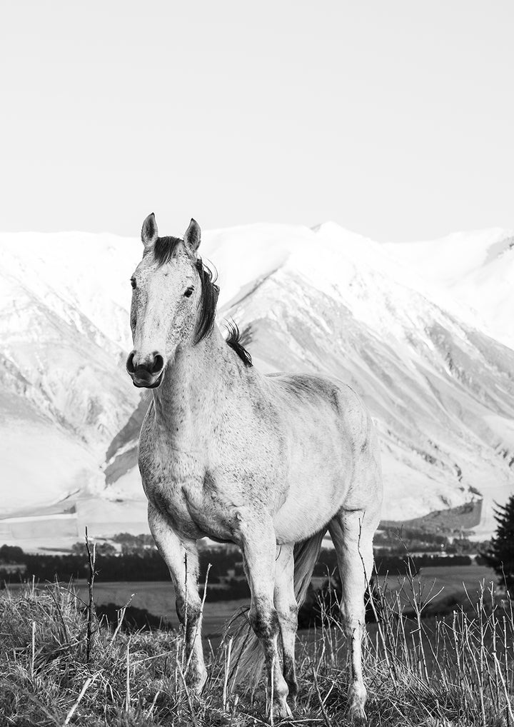 White Horse B&W
