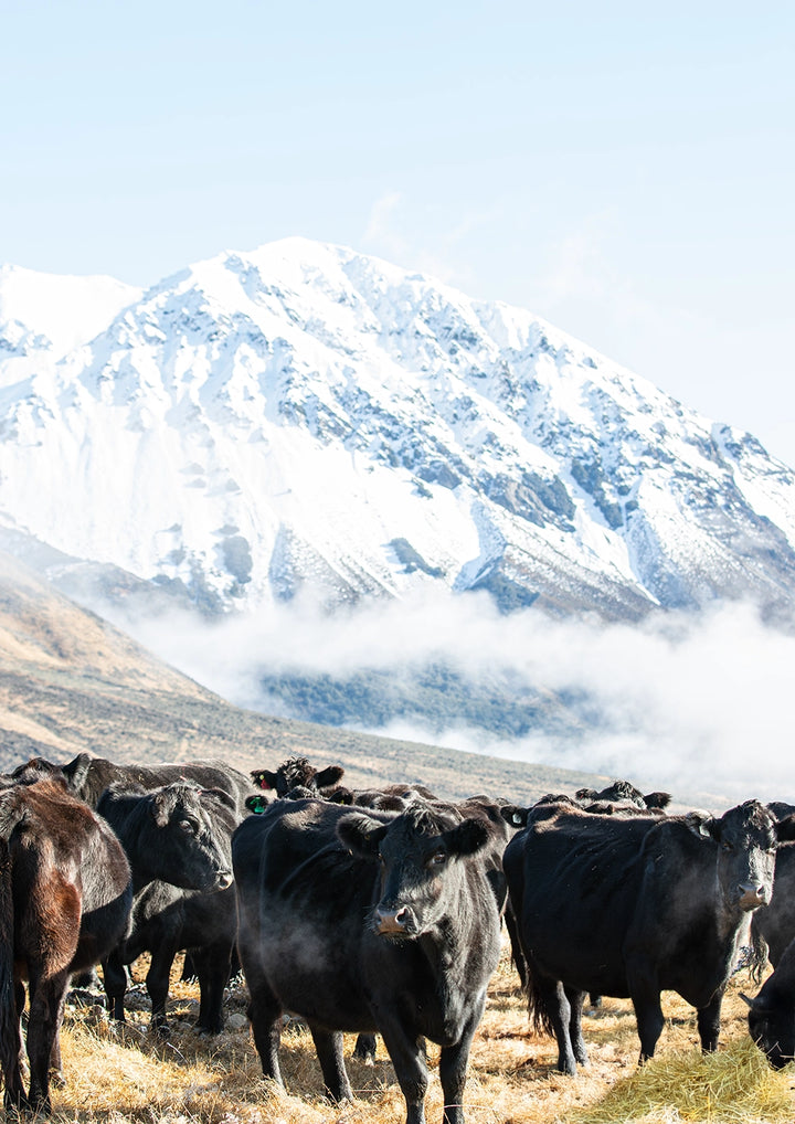 Set of 2 - Winter Cows