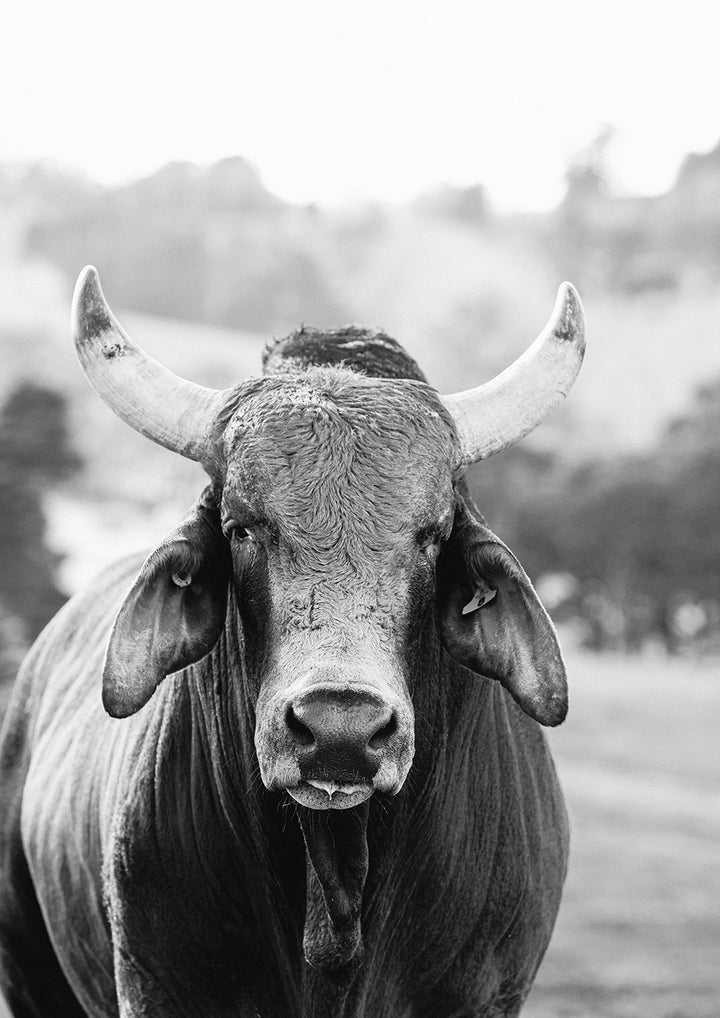 Set of 2 -Brahman Cattle