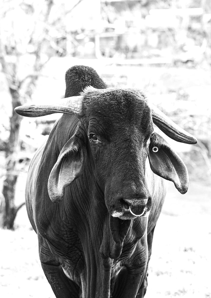 Set of 2 -Brahman Cattle