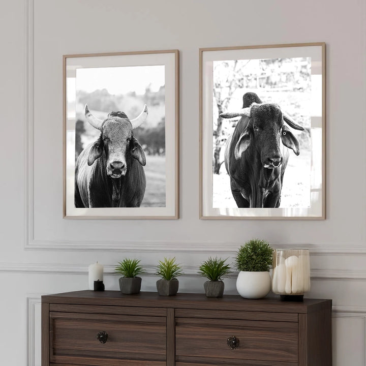 Set of 2 -Brahman Cattle