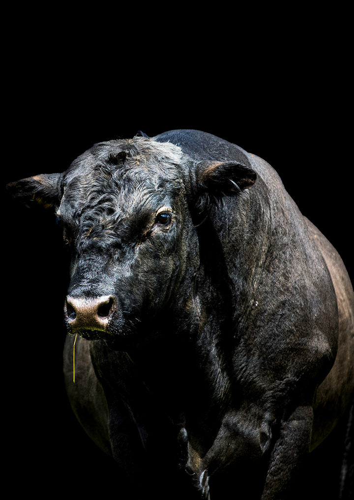 Set of 2 - Angus Bull Prints