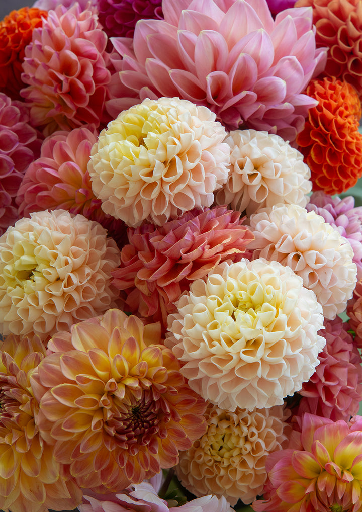 Set of 3 - Dahlia's