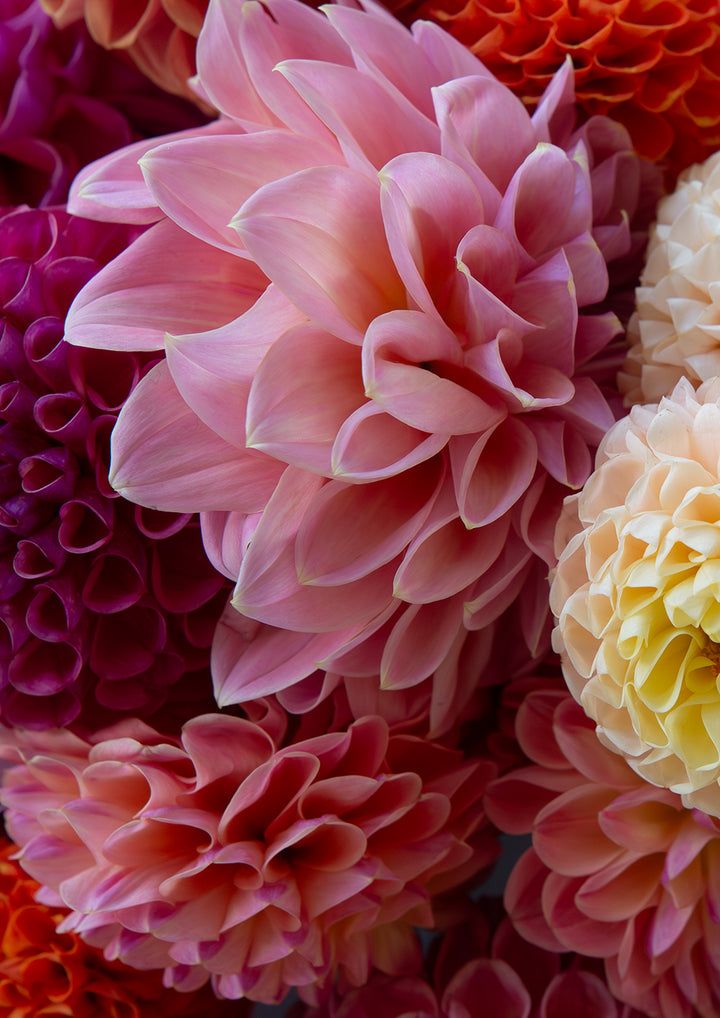 Set of 3 - Dahlia's