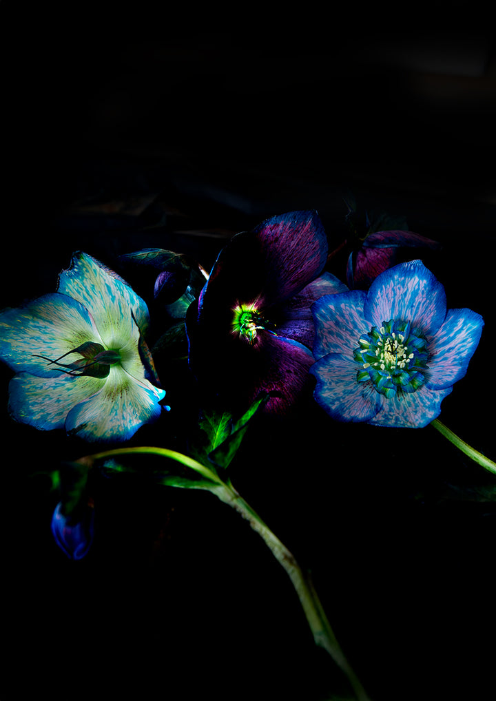 Set of 3 - Hellebores