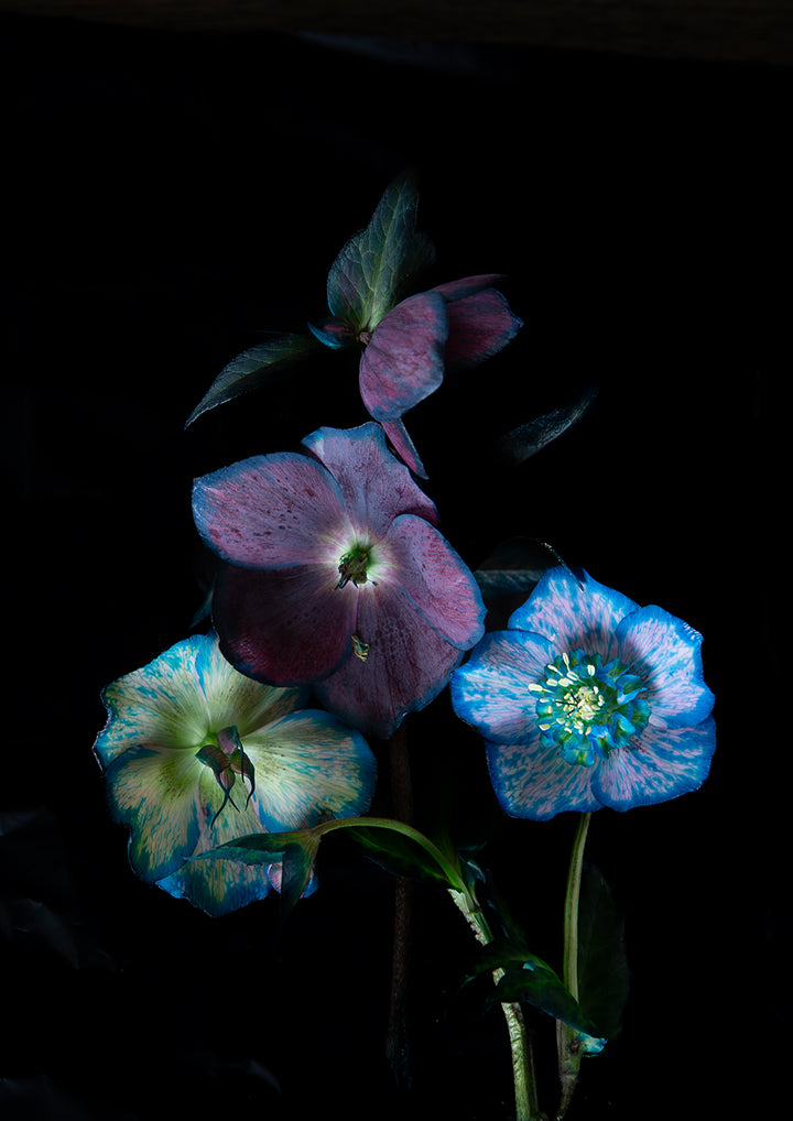 Set of 3 - Hellebores