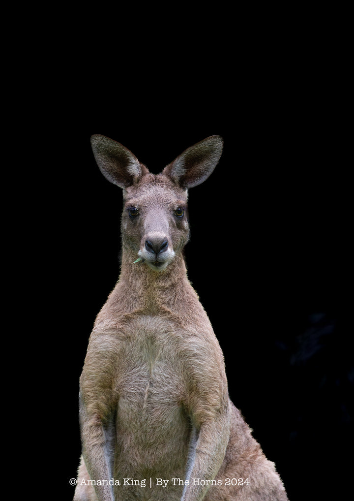 Kanga