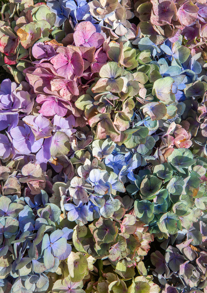 Set of 2 - Hydrangea Haven & La Vintage Hydrangea