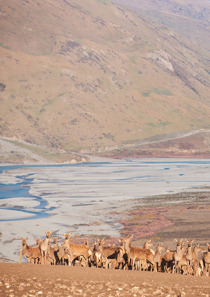 Set of 2 - Rakaia Deer