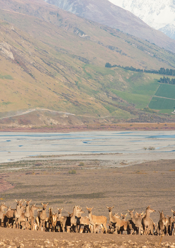 Set of 2 - Rakaia Deer