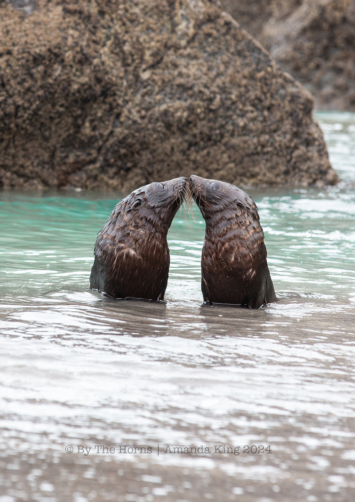 A Kiss From A Seal