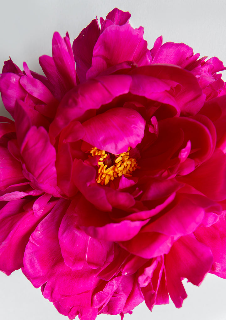 Pink Peony Pair 1