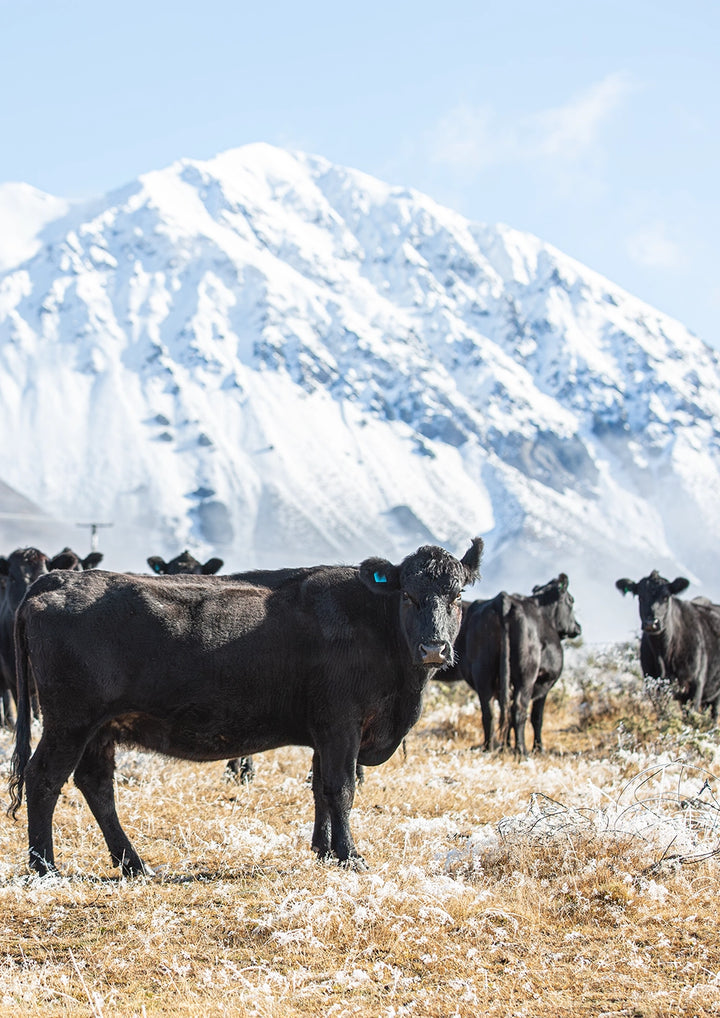 Set of 2 - Winter Cows
