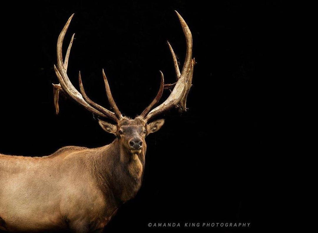 Caesar Limited Editions By the horns