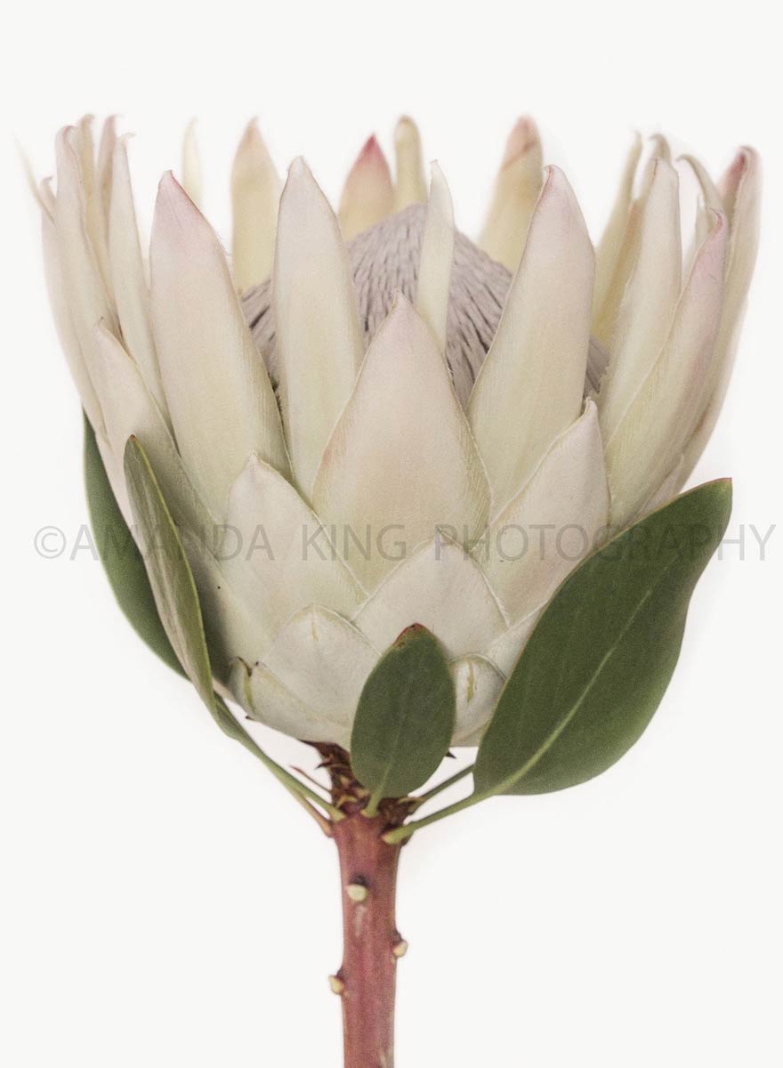 Protea Pearl Blush - Mostly white! - Protea Patch