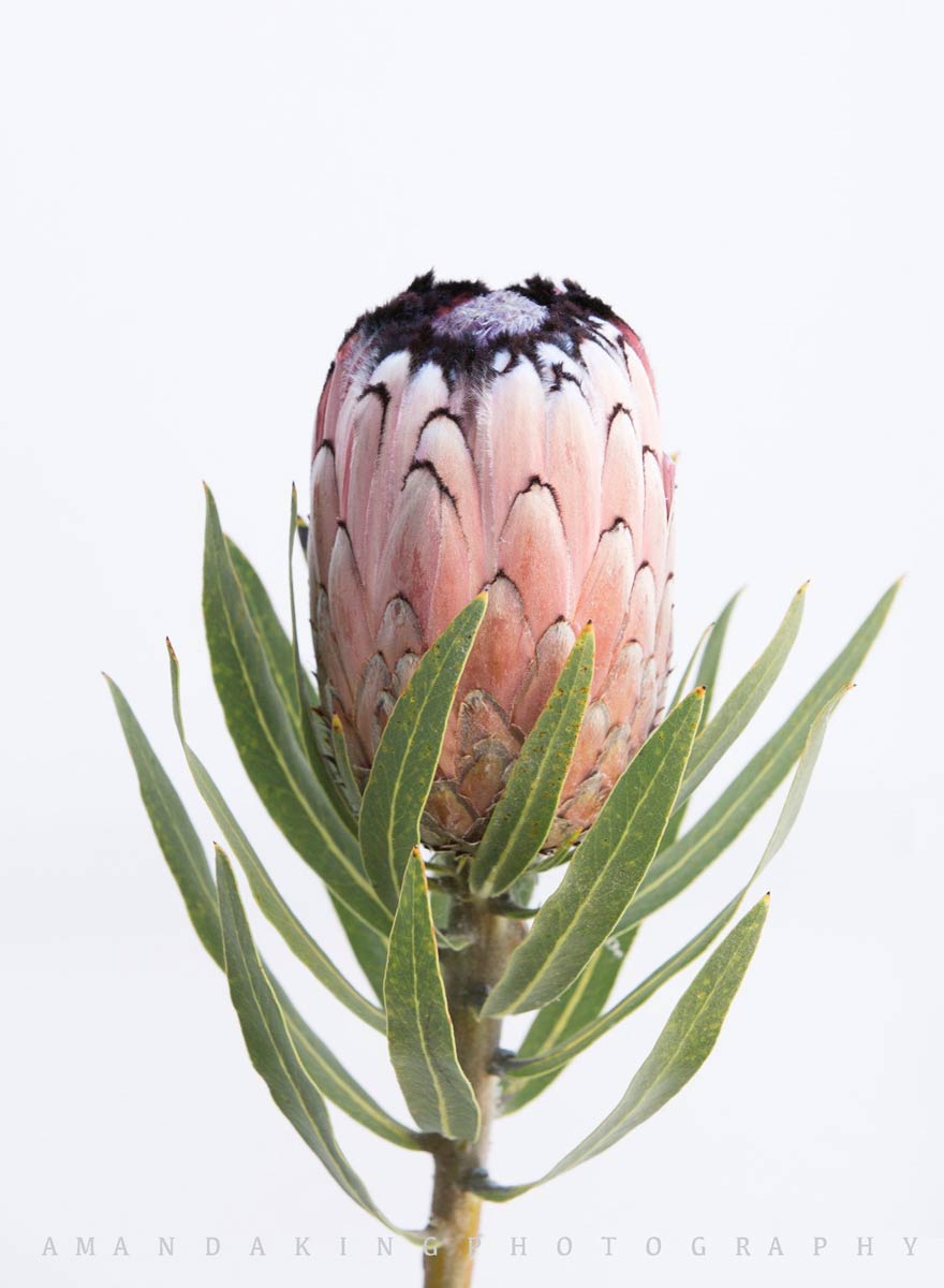絵画 額縁付 プロテア protea Buy Pink King Protea Flower II Photo Canvas Art Print | The