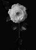 The White Rose B&W