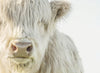 The White Highland Cow