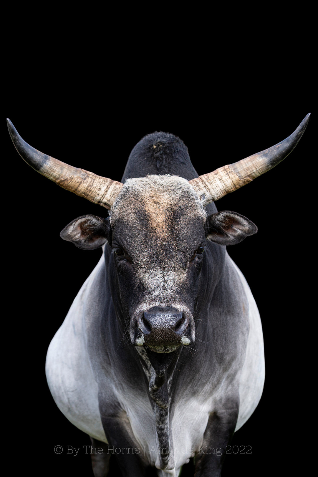 Nero the Zebu