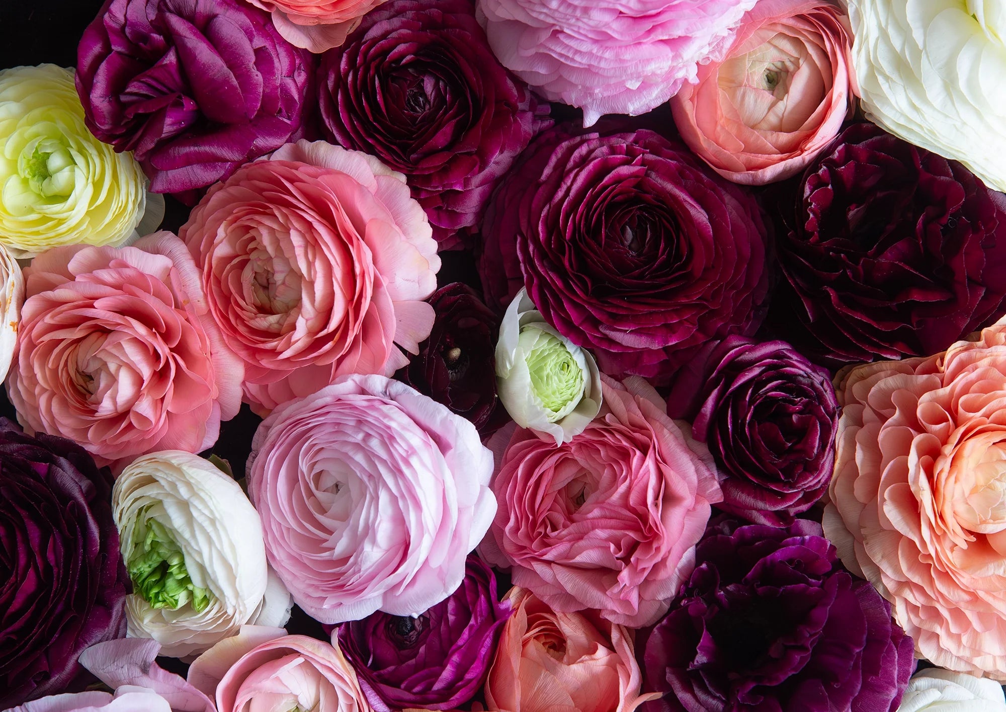 Ranunculus - Collection LIVE 2nd October, 10am. NZST.