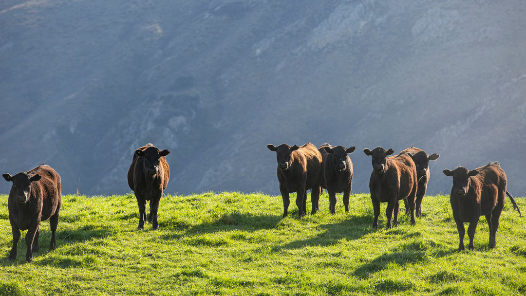 Angus Cows Digital Download