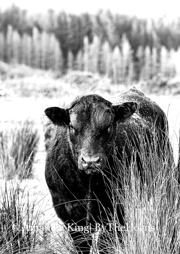 Bull Behind Tussock - In Black and White