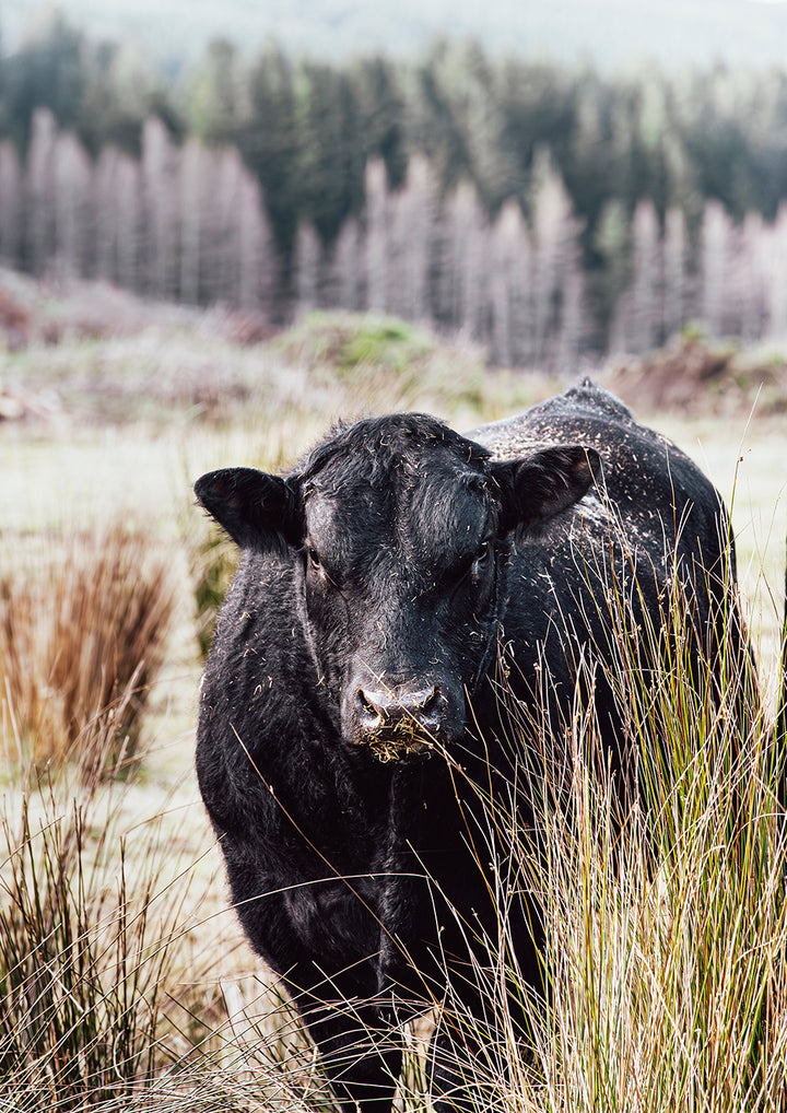 Bull Behind Tussock - In Colour