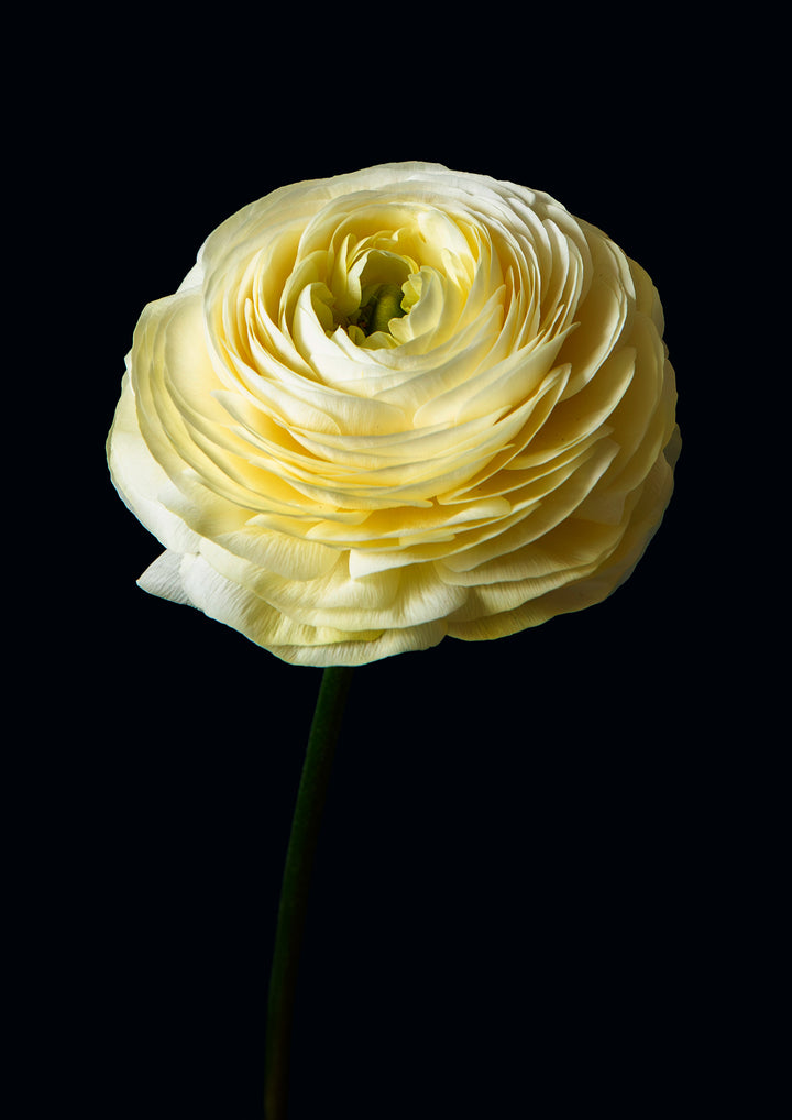 Citrus Bloom