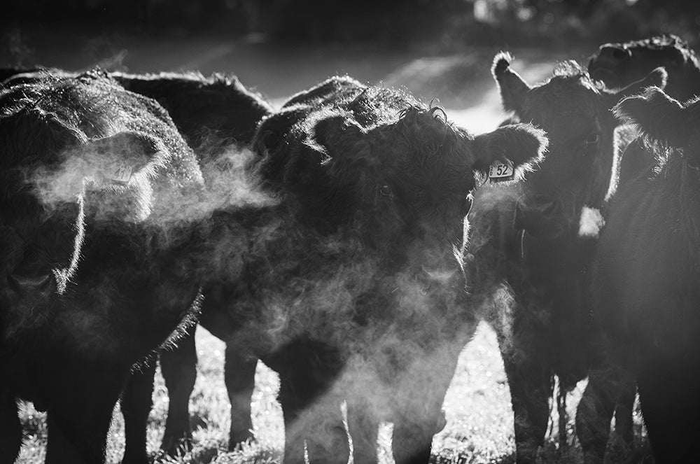 Gathering - Limited Edition