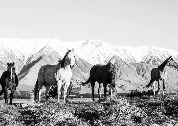 High Country Horses