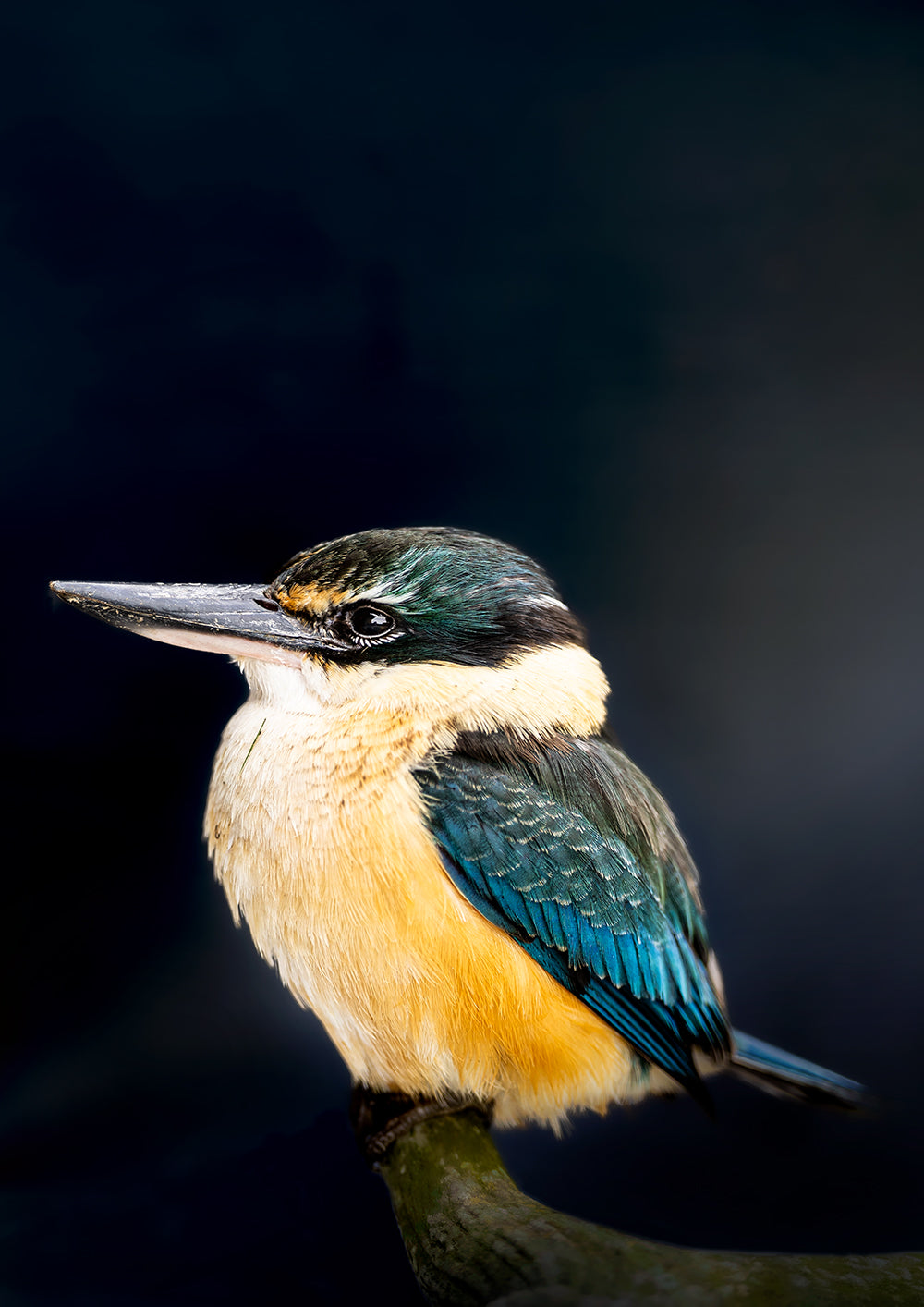 Kōtare - Kingfisher