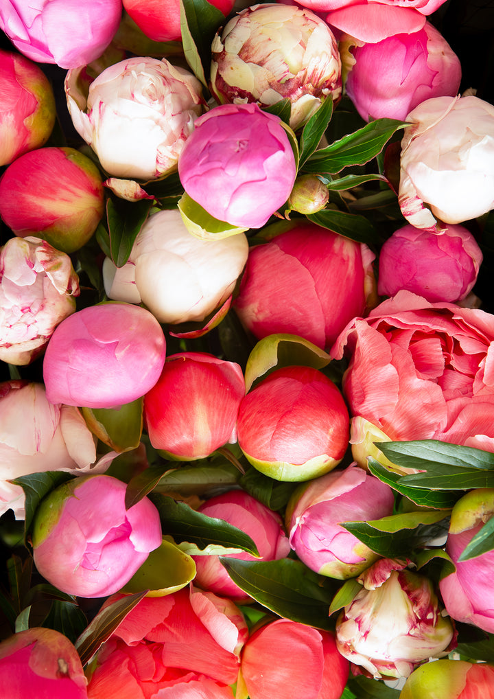 Peony Harvest
