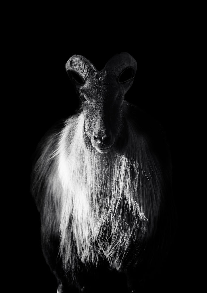 Sentinel- Limited Edition