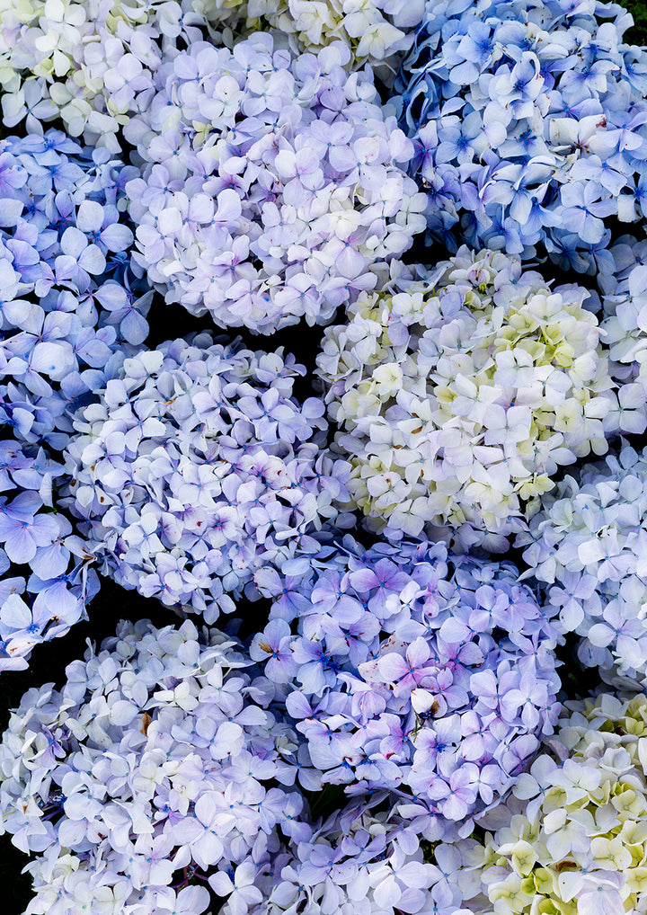 A Soft Blue Harvest Portrait