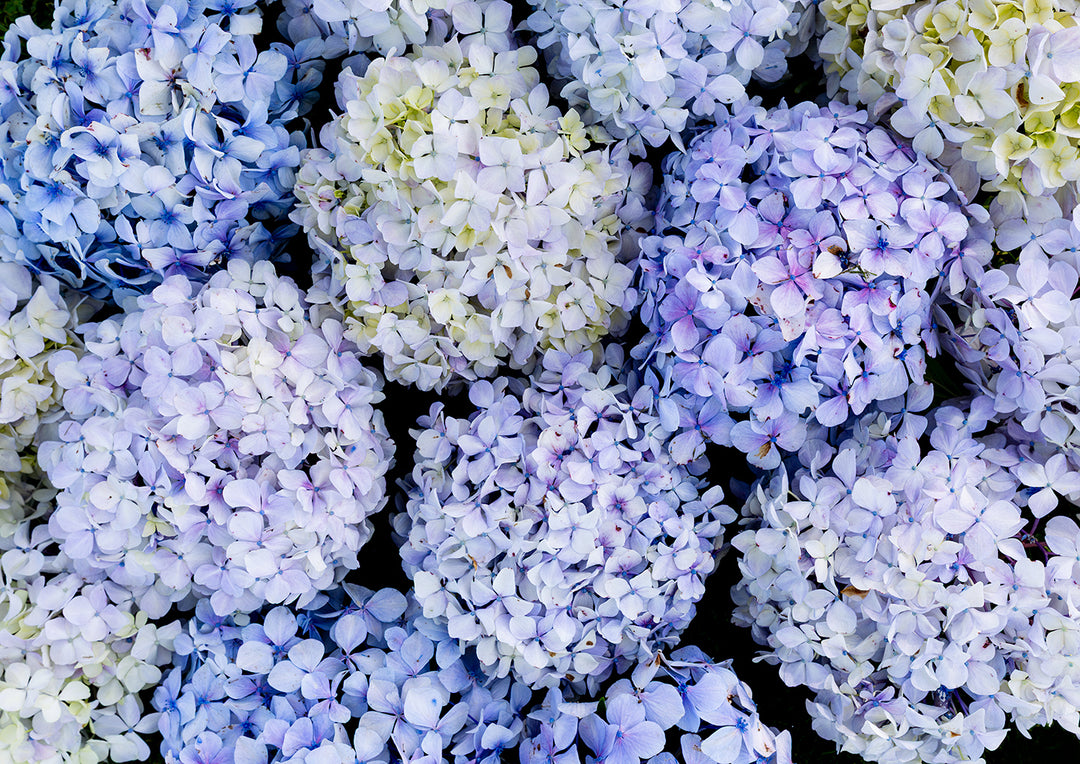 A Soft Blue Harvest Portrait Landscape