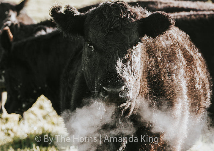 Steamy Angus Cow