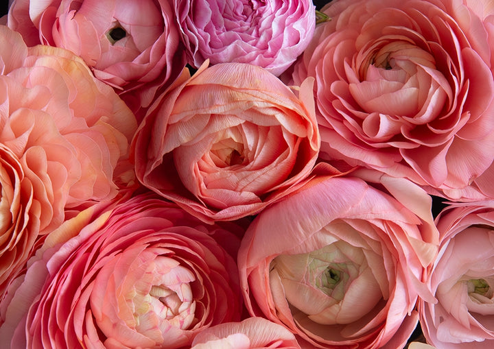 Sunset Petals