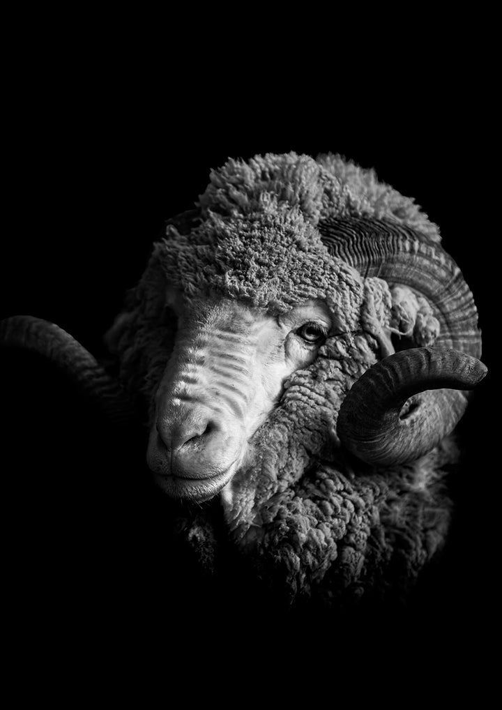 The Sovereign - Limited Edition